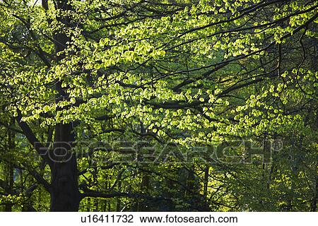 Stock Image - Leaves on Tree Branches. Fotosearch