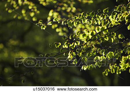 Leaves on Tree Branches View Large Photo Image Stock Photograph - Leaves on Tree Branches. Fotosearch