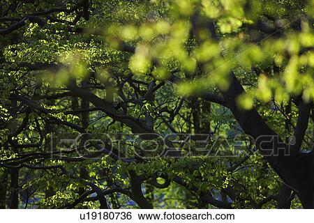 Leaves on Tree Branches View Large Photo Image Stock Photograph - Leaves on Tree Branches. Fotosearch