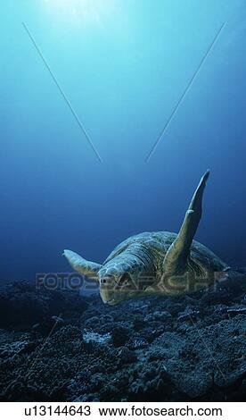 Loggerhead turtle (caretta caretta) drifting View Large Photo Image Stock Image - Loggerhead turtle (caretta caretta) drifting. Fotosearch
