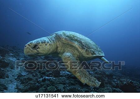 Loggerhead turtle (caretta caretta) drifting View Large Photo Image Stock Image - Loggerhead turtle (caretta caretta) drifting. Fotosearch