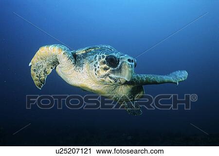 Stock Image - Loggerhead turtle (caretta caretta) drifting. Fotosearch