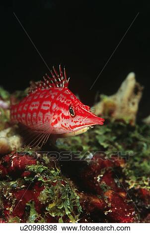 Stock Photo - Longnose hawkfish close-up. Fotosearch