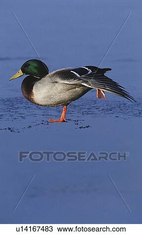 Stock Image - Male Mallard duck (Anas platyrhynchos) on ice side view. Fotosearch