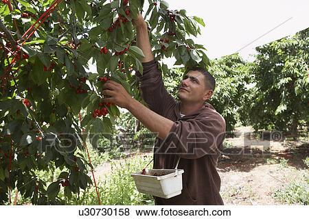Man Harvesting Cherries View Large Photo Image Stock Photo - Man Harvesting Cherries. Fotosearch