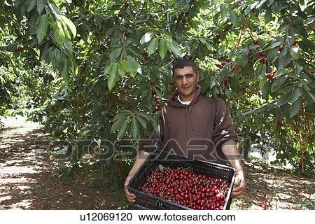 Man Holding Tray of Freshly Harvested Cherries View Large Photo Image Stock Image - Man Holding Tray of Freshly Harvested Cherries. Fotosearch
