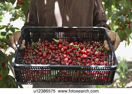 Man Holding Tray of Freshly Harvested Cherries View Large Photo Image Stock Photography - Man Holding Tray of Freshly Harvested Cherries. Fotosearch