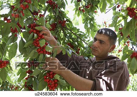 Man Picking Cherries View Large Photo Image Picture - Man Picking Cherries. Fotosearch