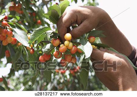Stock Photo - Man Picking Cherries. Fotosearch