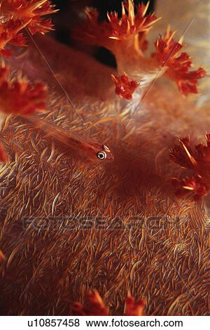 Stock Photo - Many-host Goby fish on soft coral. Fotosearch
