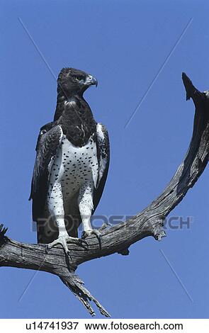 Stock Photo - Martial Eagle (Polemaetus bellicosus) perching on branch. Fotosearch