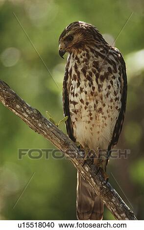 Stock Image - Merlin (Falco columbarius) perching on branch. Fotosearch