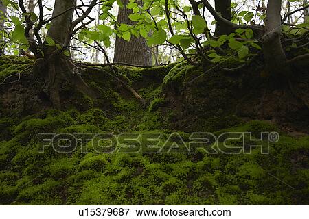 Moss in Forest View Large Photo Image Stock Photo - Moss in Forest. Fotosearch