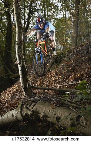 Mountain biker in woodland View Large Photo Image Picture - Mountain biker in woodland. Fotosearch