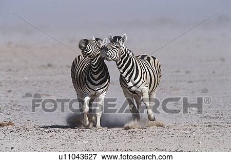 Stock Photo - Namibia Etosha Pan two Burchell's Zebras running side by side. Fotosearch
