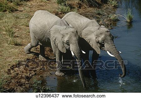 Namibia two African Bush Elephants drinking water from river elevated view View Large Photo Image Stock Photo - Namibia two African Bush Elephants drinking water from river elevated view. Fotosearch