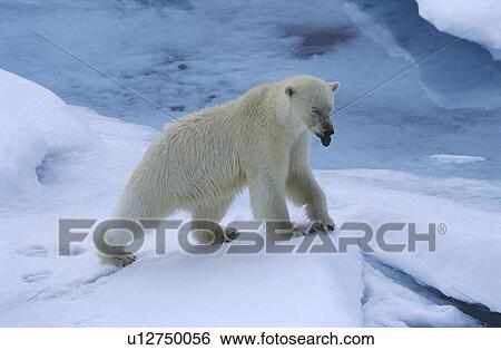 Norway Spitsbergen Polar Bear in snow View Large Photo Image Stock Photograph - Norway Spitsbergen Polar Bear in snow. Fotosearch