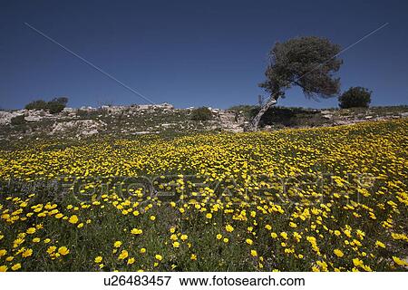 Olive Tree in a Field of Wild Daisies View Large Photo Image Stock Photo - Olive Tree in a Field of Wild Daisies. Fotosearch
