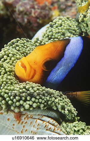 Stock Photograph - Orange-fin Anemonefish sheltering in anemone. Fotosearch