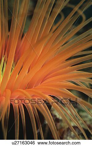 Orange tube anemone close-up View Large Photo Image Stock Photograph - Orange tube anemone close-up. Fotosearch