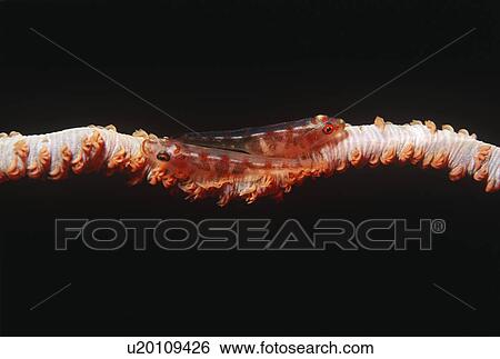 Stock Photograph - Pair of many-host Gobie fish living on spiral coral. Fotosearch