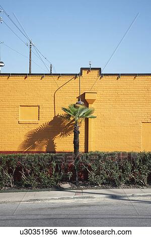 Palm Tree and Hedge Beside a Yellow Wall View Large Photo Image Stock Photograph - Palm Tree and Hedge Beside a Yellow Wall. Fotosearch