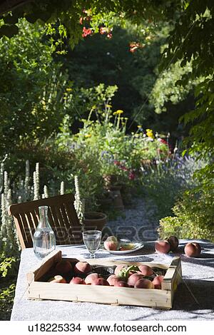 Picture - Peaches on table in garden. Fotosearch