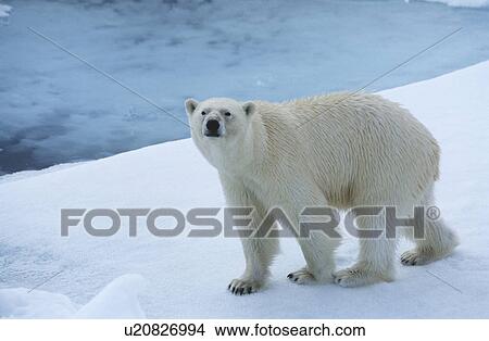 Picture - Polar Bear on Ice Yukon. Fotosearch