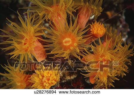 Polyps of cup coral feeding at night View Large Photo Image Picture - Polyps of cup coral feeding at night. Fotosearch