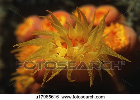 Stock Photograph - Polyps of cup coral feeding at night. Fotosearch