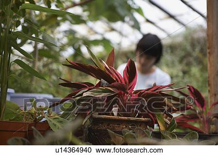 Stock Image - Potted Plant in Greenhouse. Fotosearch
