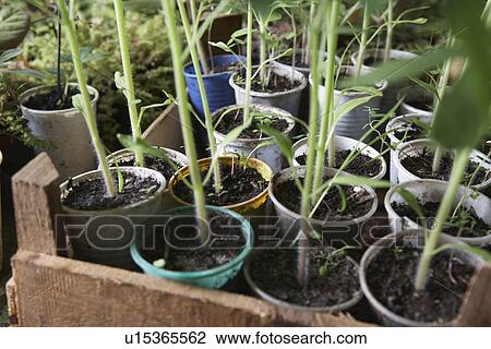 Potted Plants View Large Photo Image Stock Image - Potted Plants. Fotosearch