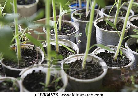 Potted Plants View Large Photo Image Stock Photograph - Potted Plants. Fotosearch