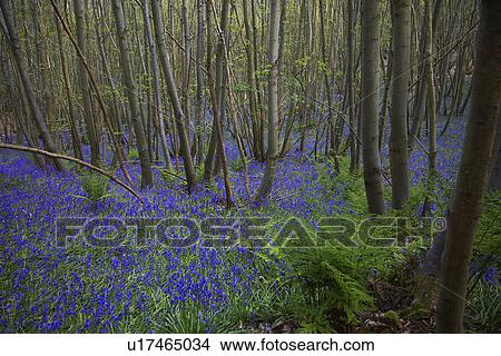 Purple Wildflowers in Forest View Large Photo Image Picture - Purple Wildflowers in Forest. Fotosearch