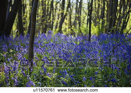 Purple Wildflowers in Forest View Large Photo Image Stock Image - Purple Wildflowers in Forest. Fotosearch