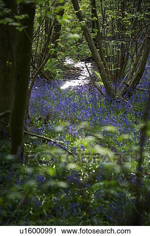 Stock Image - Purple Wildflowers in Forest. Fotosearch