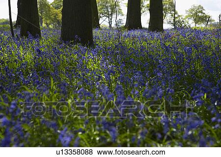 Purple Wildflowers in Forest View Large Photo Image Stock Photo - Purple Wildflowers in Forest. Fotosearch