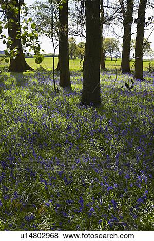 Purple Wildflowers in Forest View Large Photo Image Stock Photo - Purple Wildflowers in Forest. Fotosearch