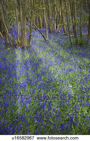Purple Wildflowers in Forest View Large Photo Image Stock Photo - Purple Wildflowers in Forest. Fotosearch