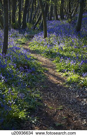 Purple Wildflowers on Path View Large Photo Image Picture - Purple Wildflowers on Path. Fotosearch