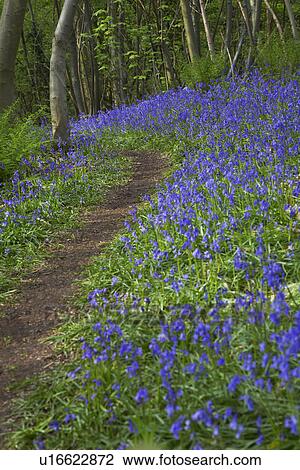 Purple Wildflowers on Path View Large Photo Image Stock Image - Purple Wildflowers on Path. Fotosearch