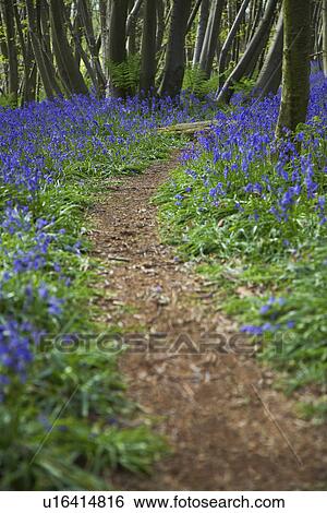 Purple Wildflowers on Path View Large Photo Image Stock Photograph - Purple Wildflowers on Path. Fotosearch