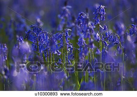 Stock Image - Purple Wildflowers. Fotosearch
