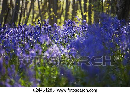 Purple Wildflowers View Large Photo Image Stock Photography - Purple Wildflowers. Fotosearch