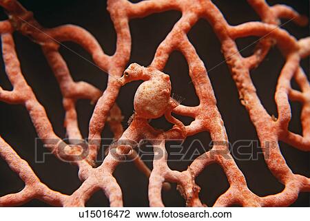 Stock Image - Pygmy seahorse on gorgonian coral. Fotosearch
