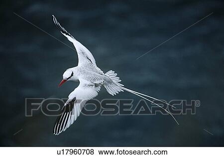 Stock Photo - Red-billed Tropicbird flying above sea elevated view. Fotosearch