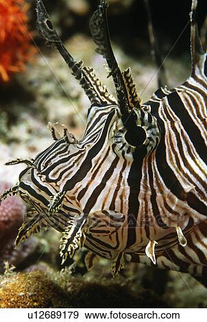 Red firefish close-up of head View Large Photo Image Stock Photo - Red firefish close-up of head. Fotosearch