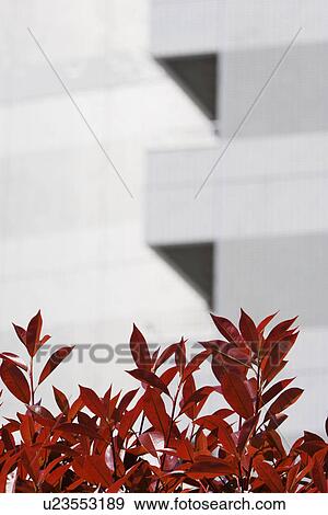 Stock Photo - Red Leaves by Modern Skyscraper. Fotosearch