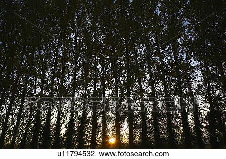 Row of Trees at Sunset View Large Photo Image Stock Image - Row of Trees at Sunset. Fotosearch