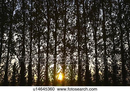 Stock Image - Row of Trees at Sunset. Fotosearch